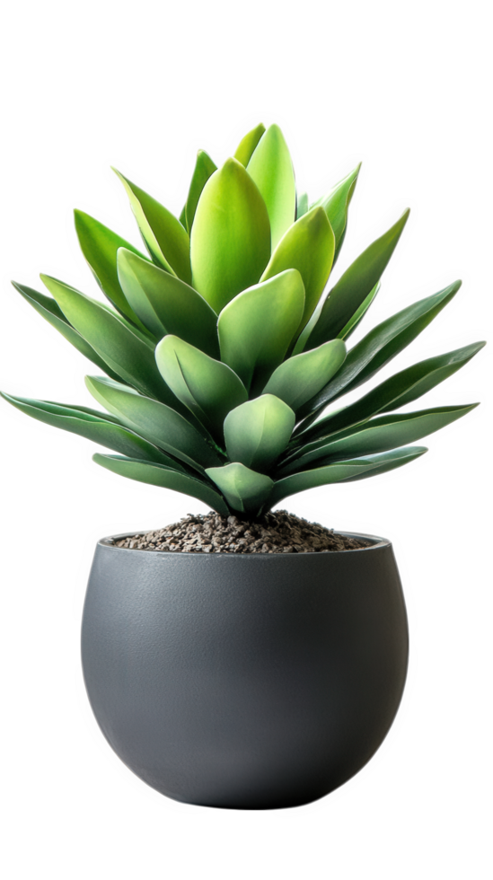 A potted succulent plant in a black pot png