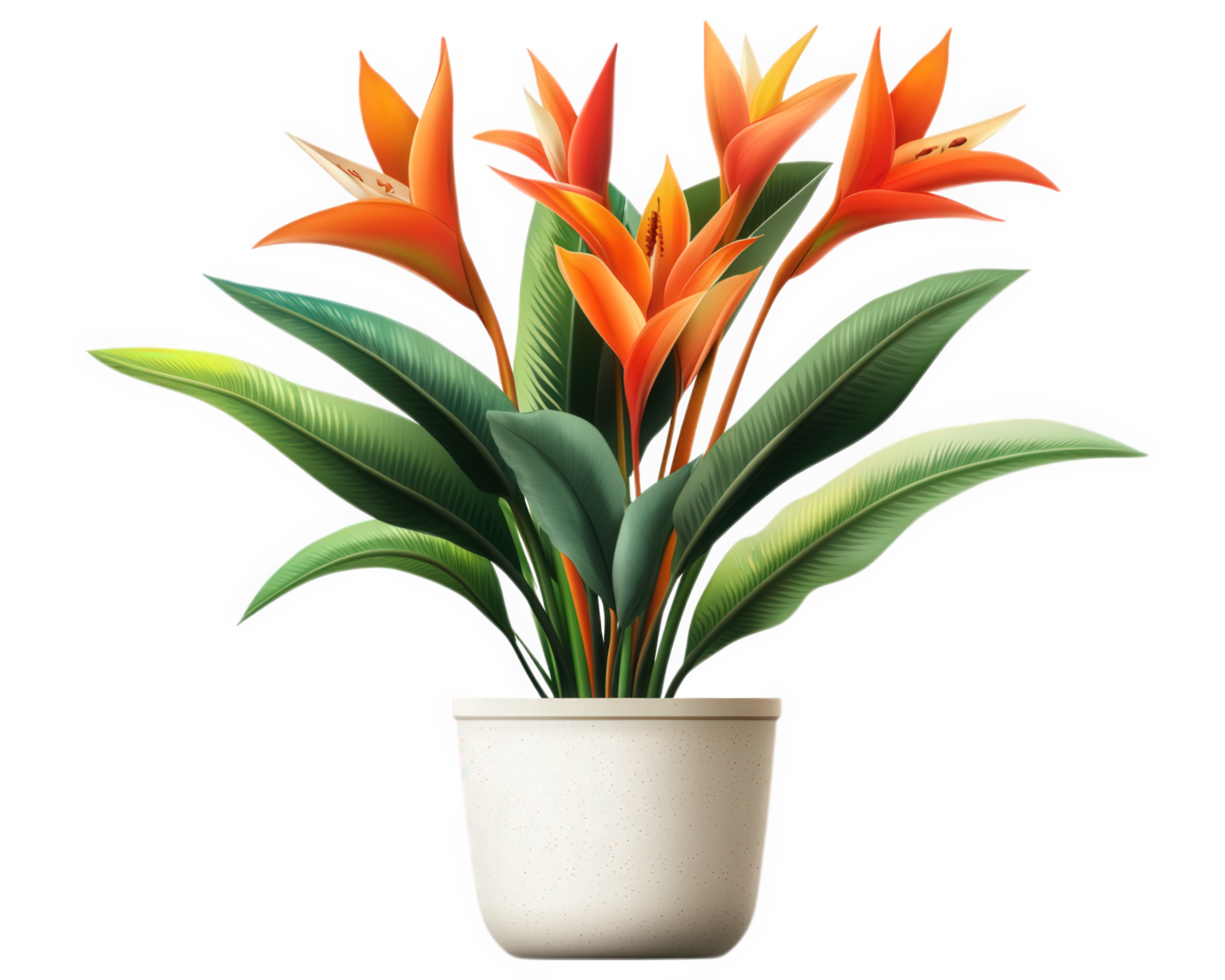 An orange bird of paradise plant in a white pot png