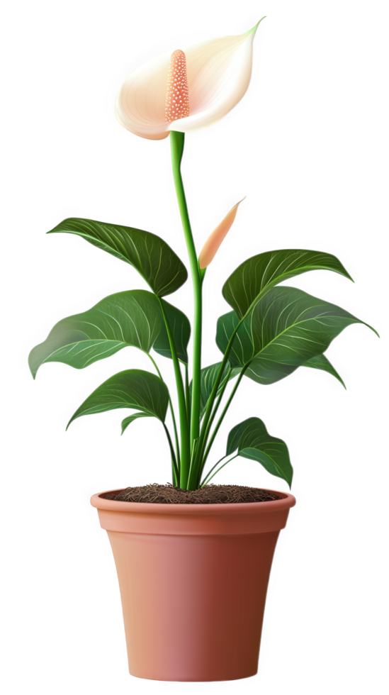 A flower pot with a white calla lily plant png