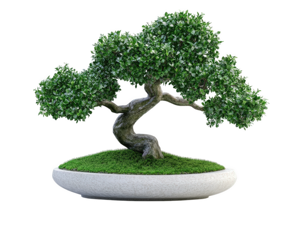 Aundog bonsai tree with lush green foliage, beautifully shaped trunk, and round white pot, perfect for home decor or gardening enthusiasts png