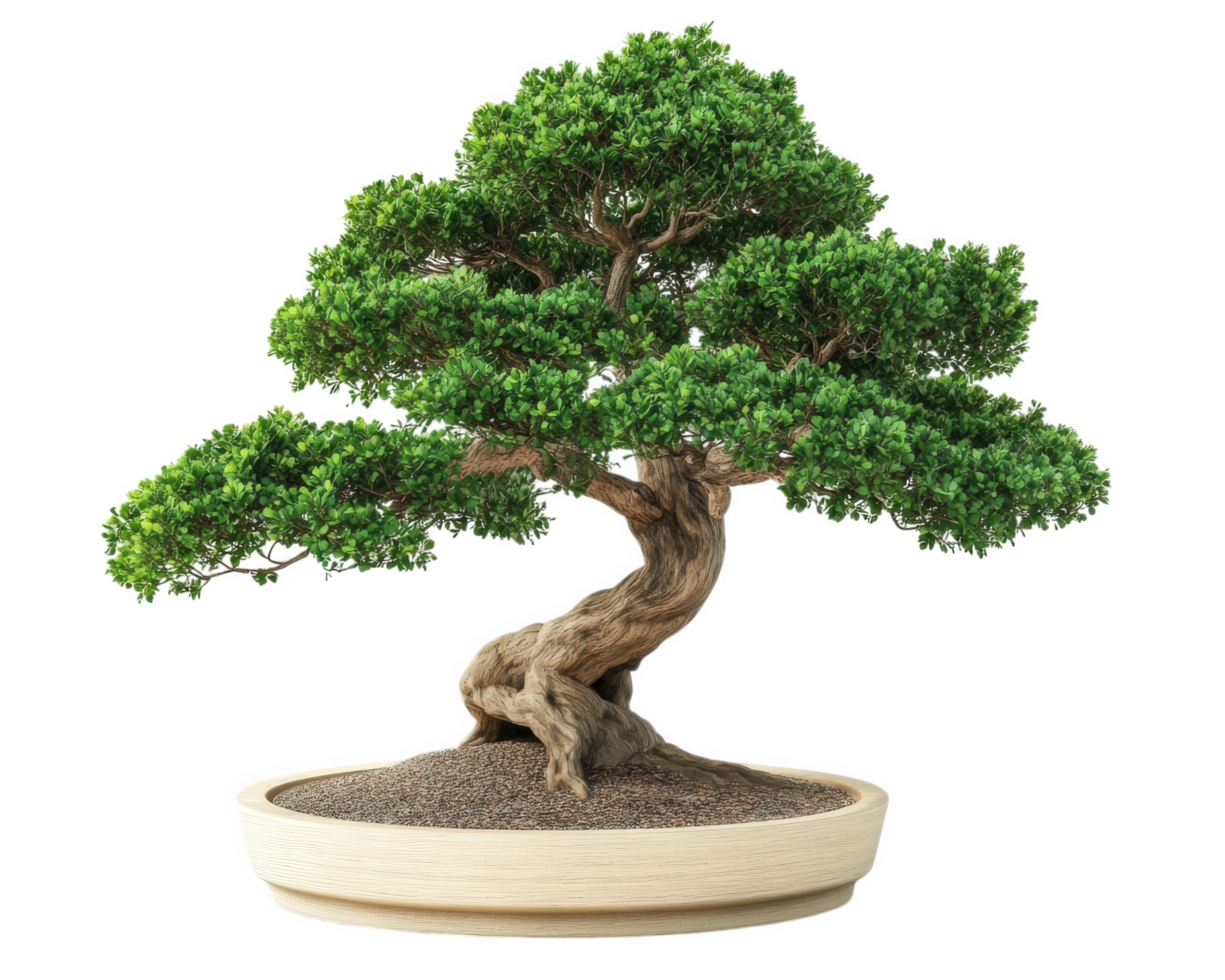beautiful bonsai tree with lush green foliage, showcasing intricate branches and textured trunk, sits in simple wooden pot, symbolizing tranquility and nature artistry png