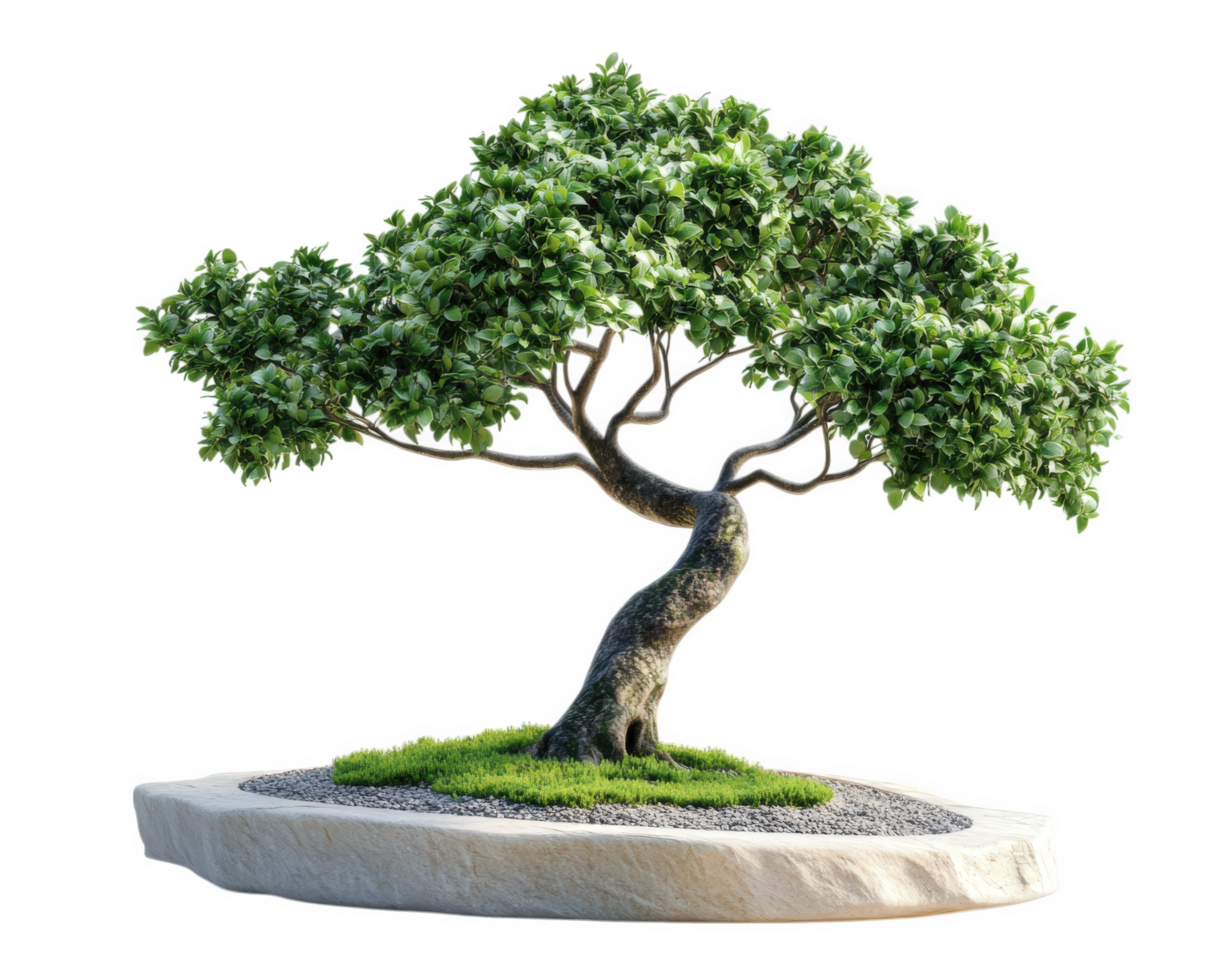 Bonsai tree with lush green leaves, showcasing intricate branches and unique trunk shape, set on stone base with moss and gravel, perfect for decoration png