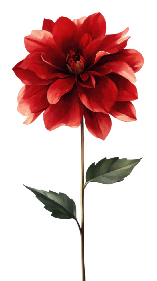 vibrant red flower with delicate petals and green leaves, isolated on transparency background, exuding elegance and beauty png
