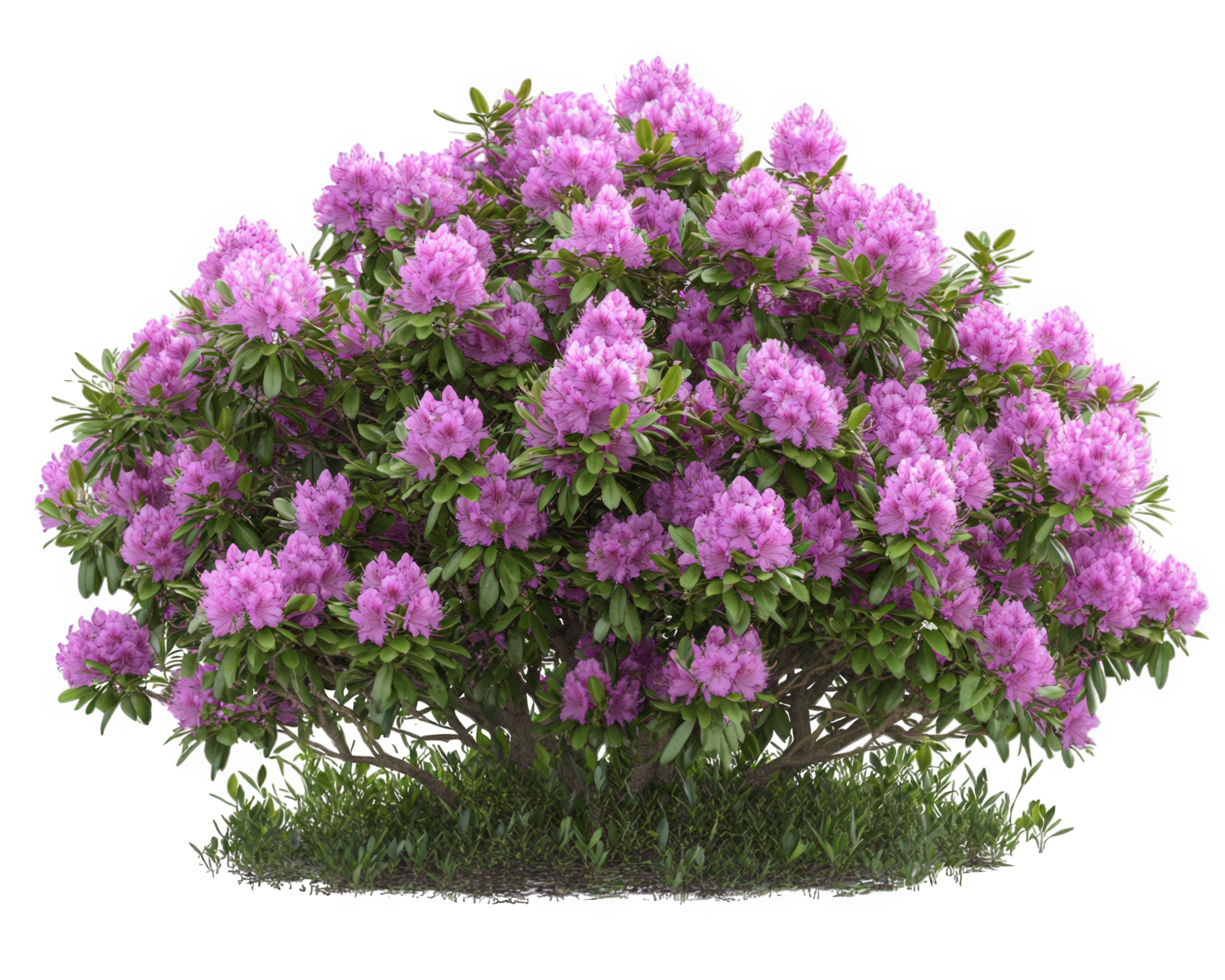 A bush of rhododendron flowers on a black background png