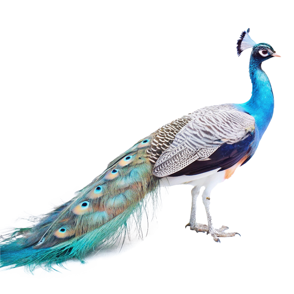 Majestic Indian Blue Peafowl Displaying Vibrant Plumage png