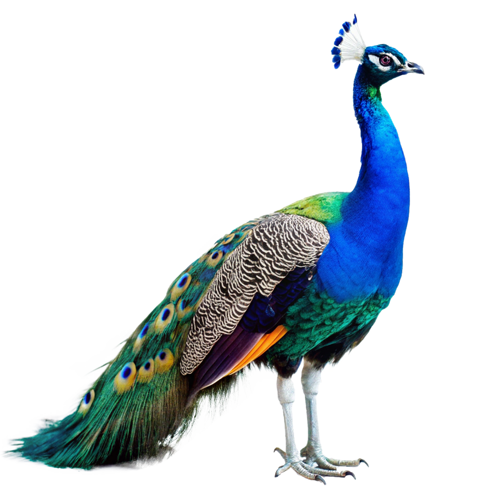 A Majestic Indian Peafowl Displaying its Vibrant Plumage and Exquisite Tail Feathers png