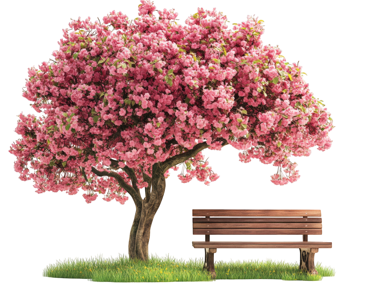 A tree and bench under a pink tree png