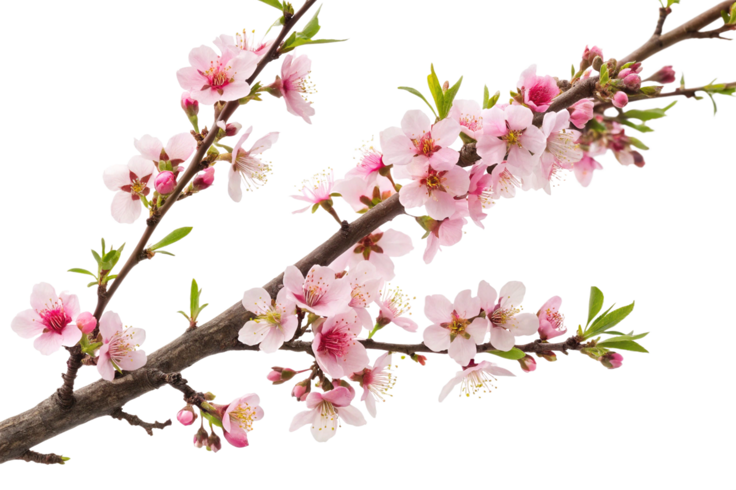 A Pink Peach Blossoms in Full Bloom on a Branch png
