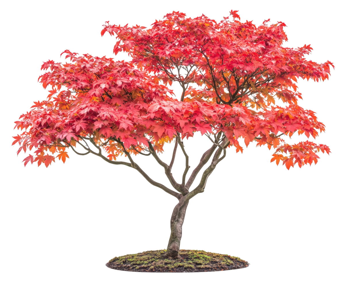 A red maple tree with a black background png