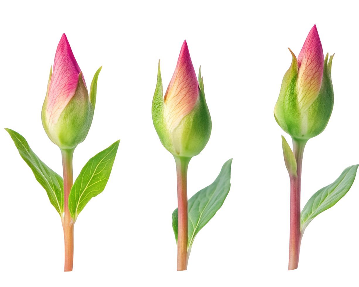Four different types of flowers are shown png