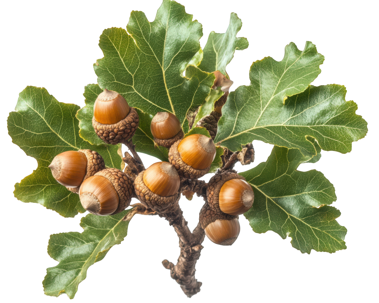 An acorn tree with leaves and nuts png