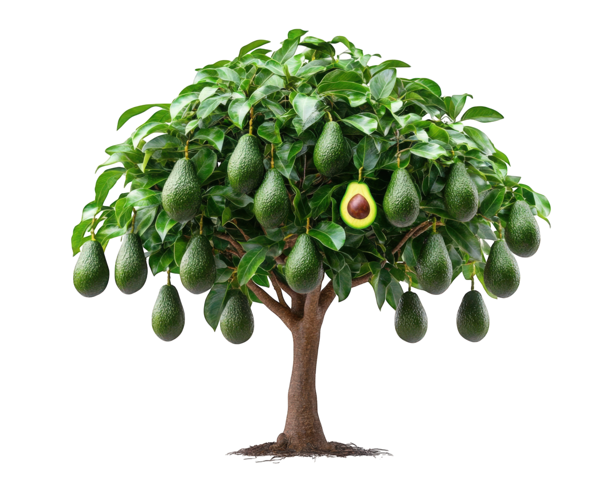 a abacate árvore com fruta em isto png