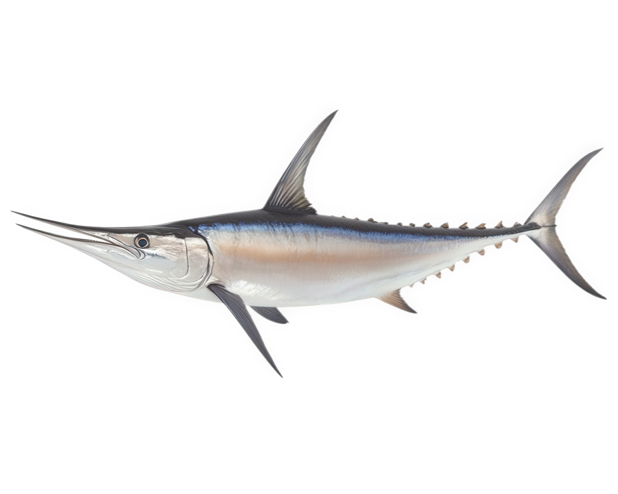 majestic marlin with long bill, showcasing its sleek body and fins, isolated on transparency background. This fish represents strength and grace in ocean png