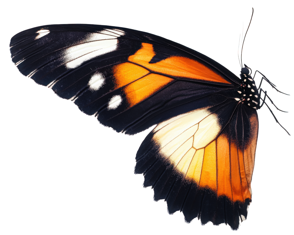 A black and orange butterfly with white wings png