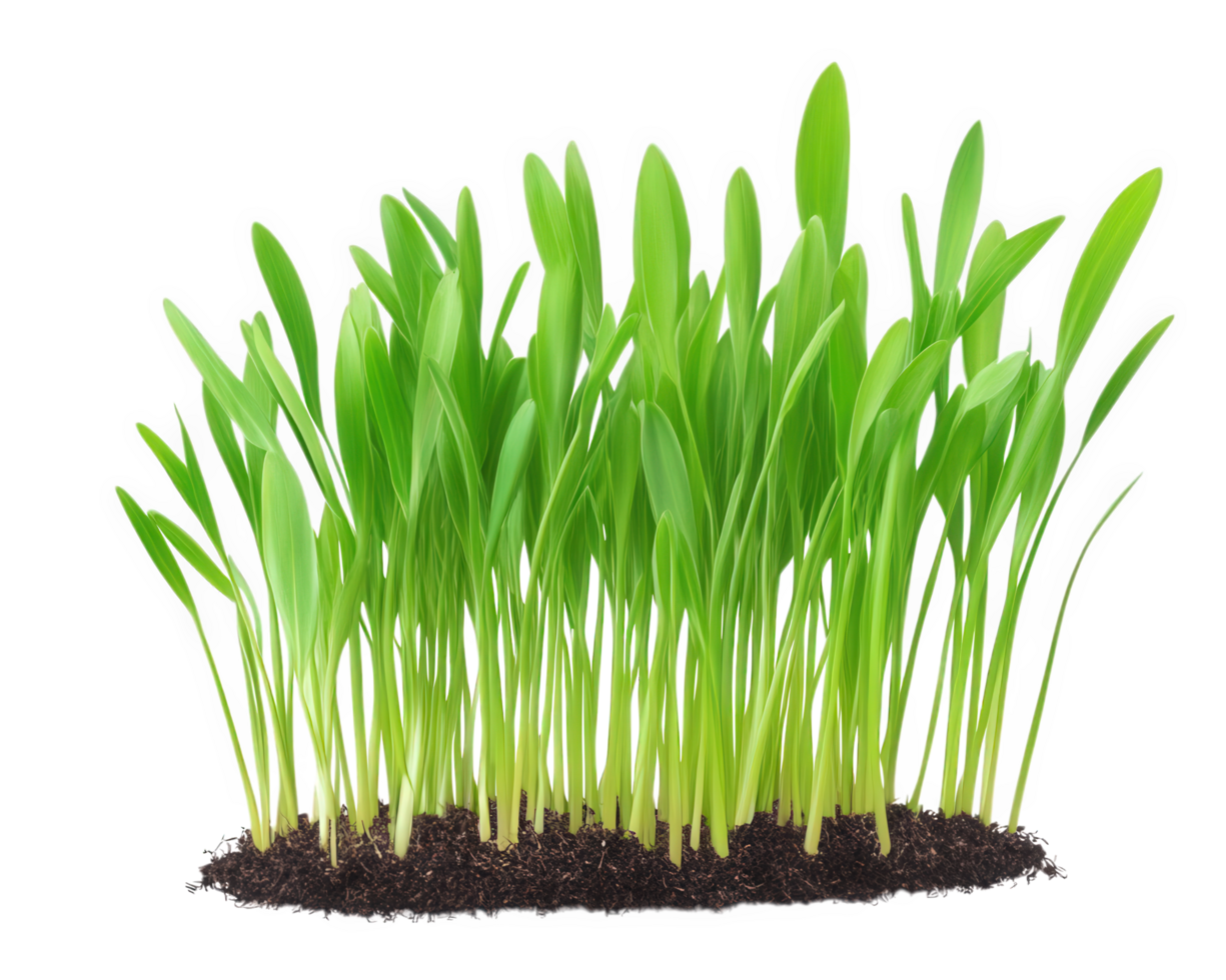 Green grass growing in soil on a black background png