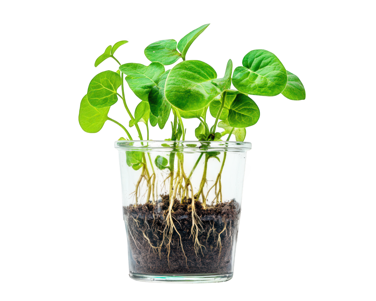 A small plant with roots in a glass container png