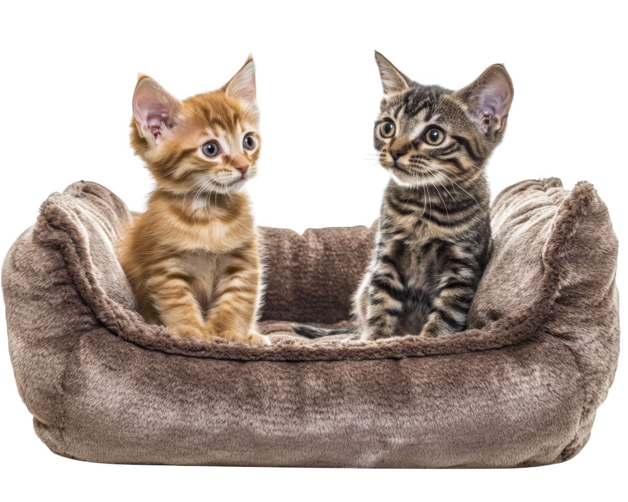 Two kittens sitting in a pet bed png