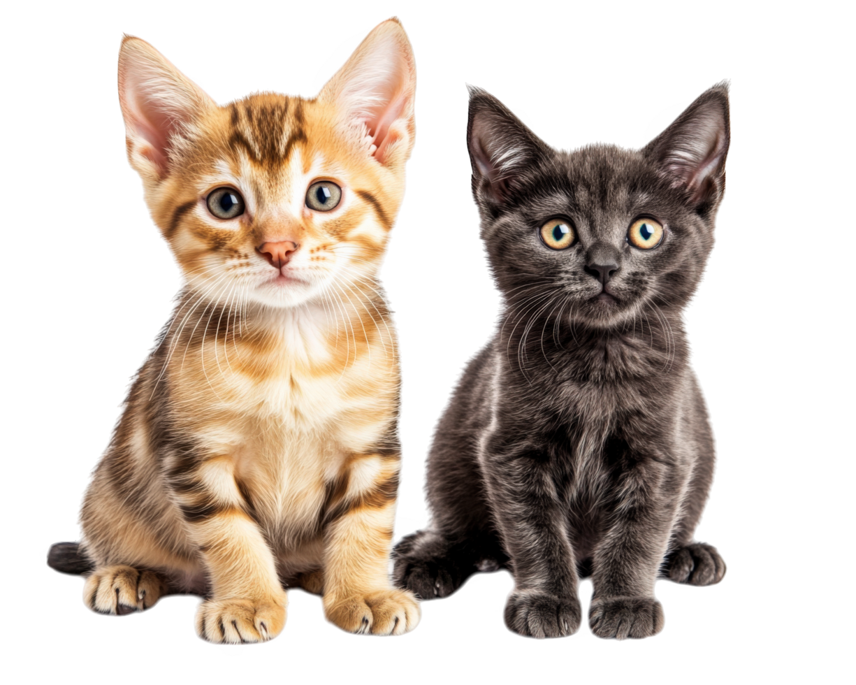 Two kittens sitting next to each other on a black background png