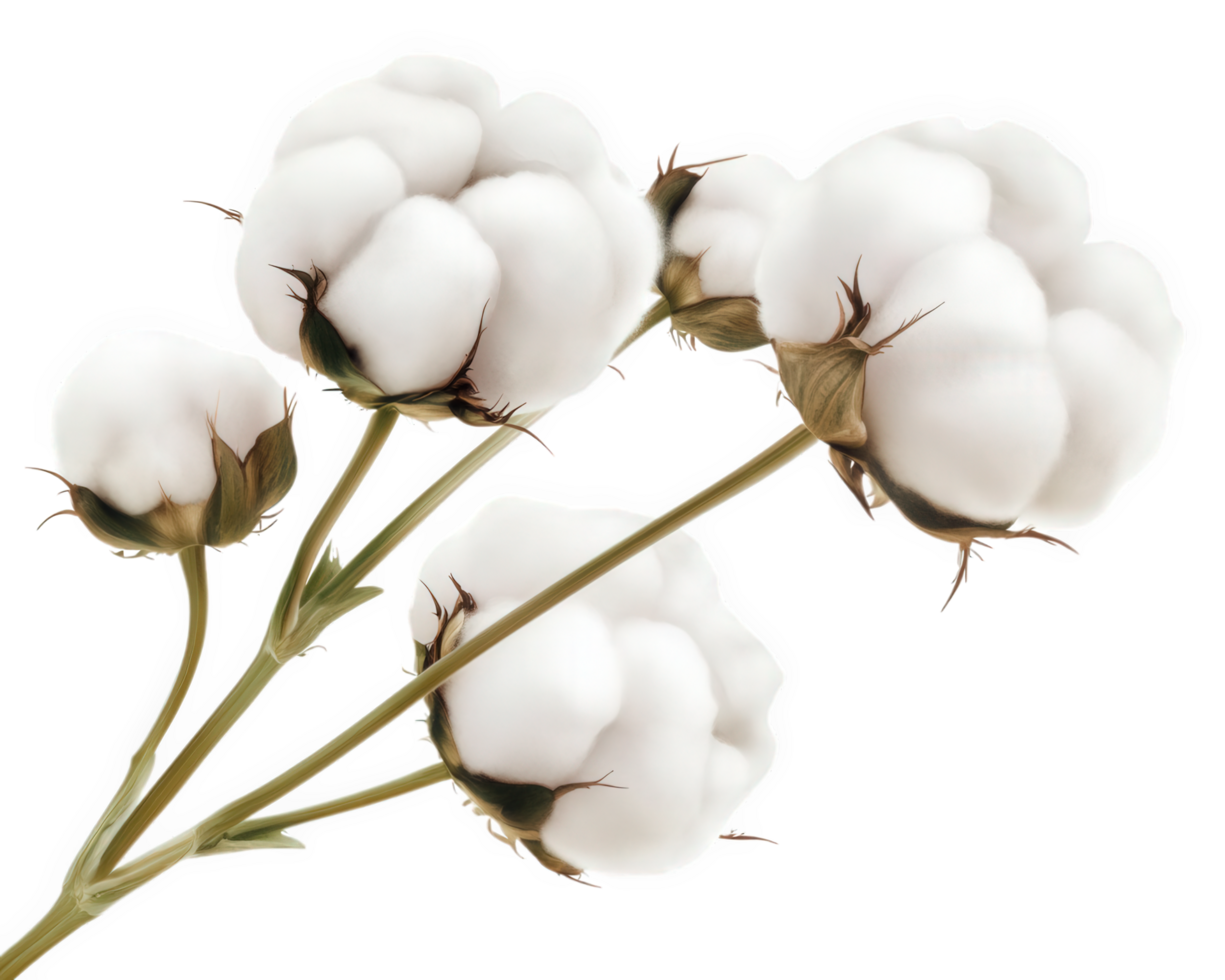 Cotton flowers on a black background png