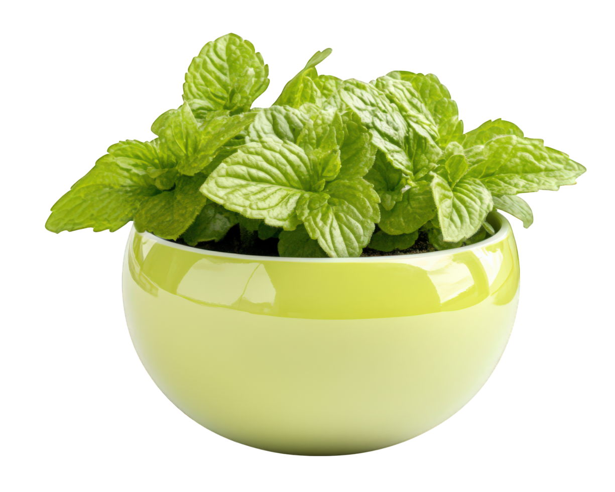 A green plant in a bowl on a black background png