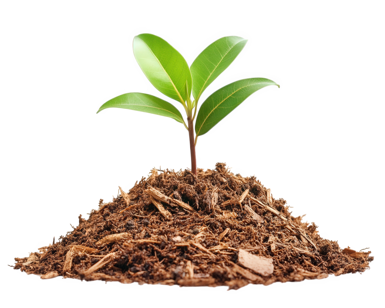 A young plant growing in the soil png
