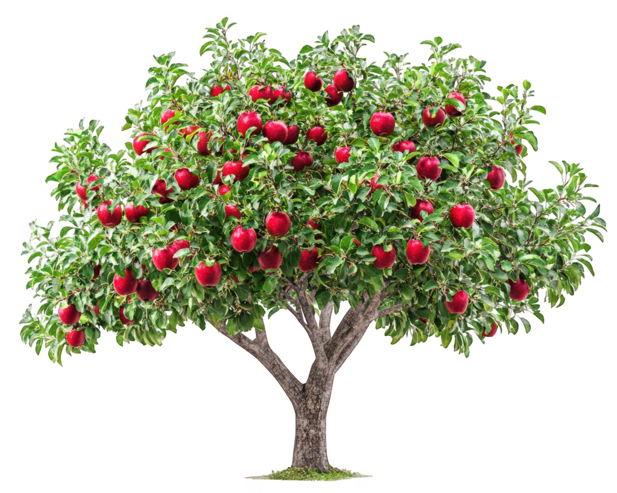 An apple tree with red apples on it png