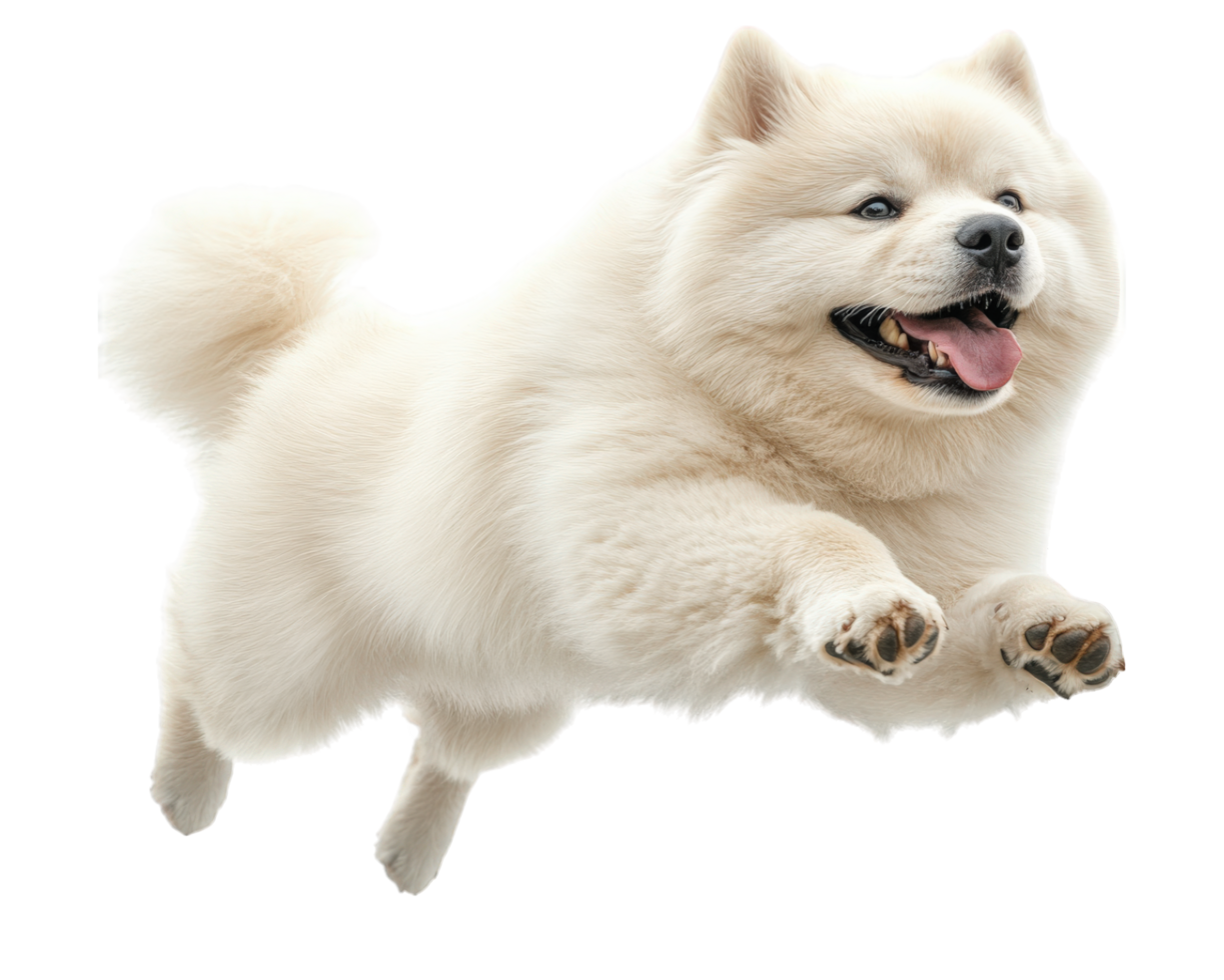 A white dog is flying in the air png