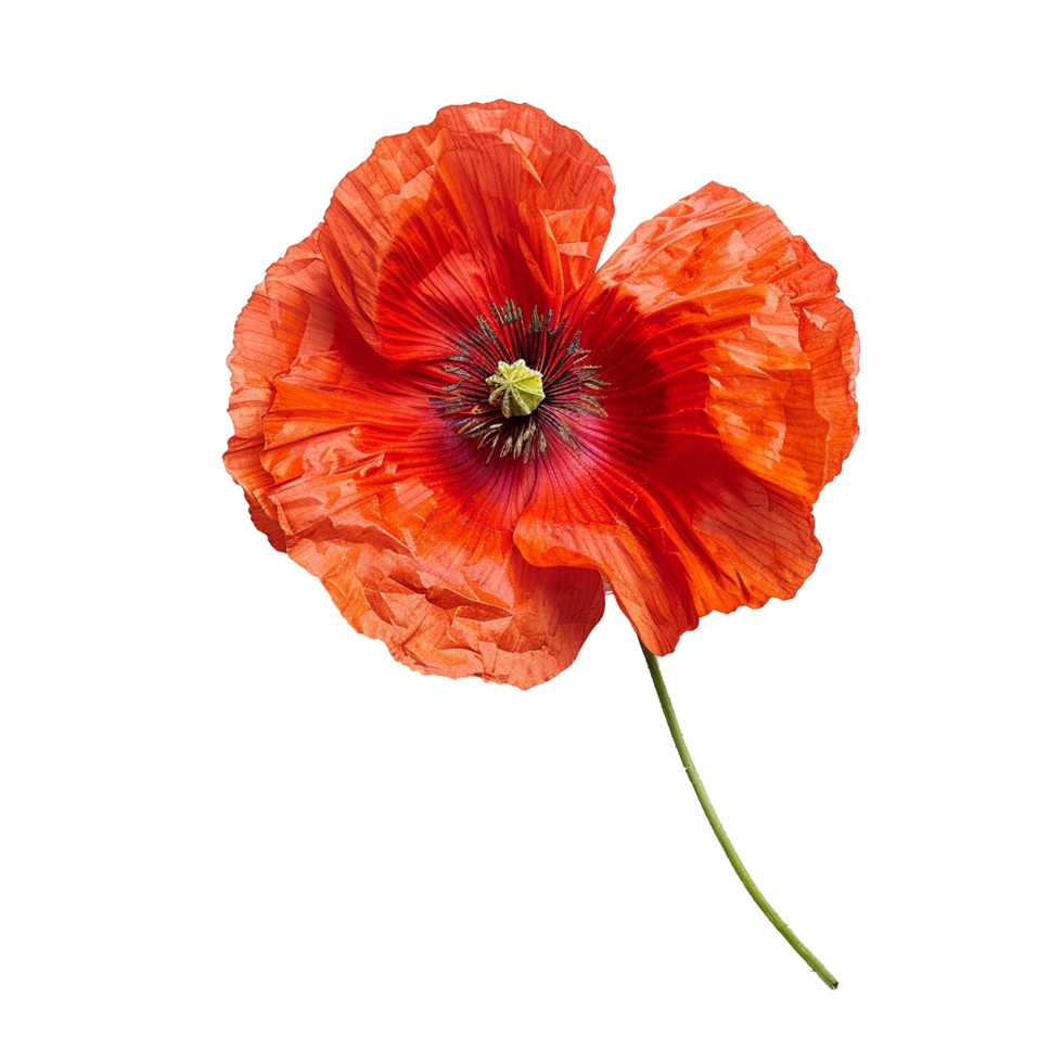 Closeup View of a Single Vibrant Orange Poppy Flower with Green Stem png