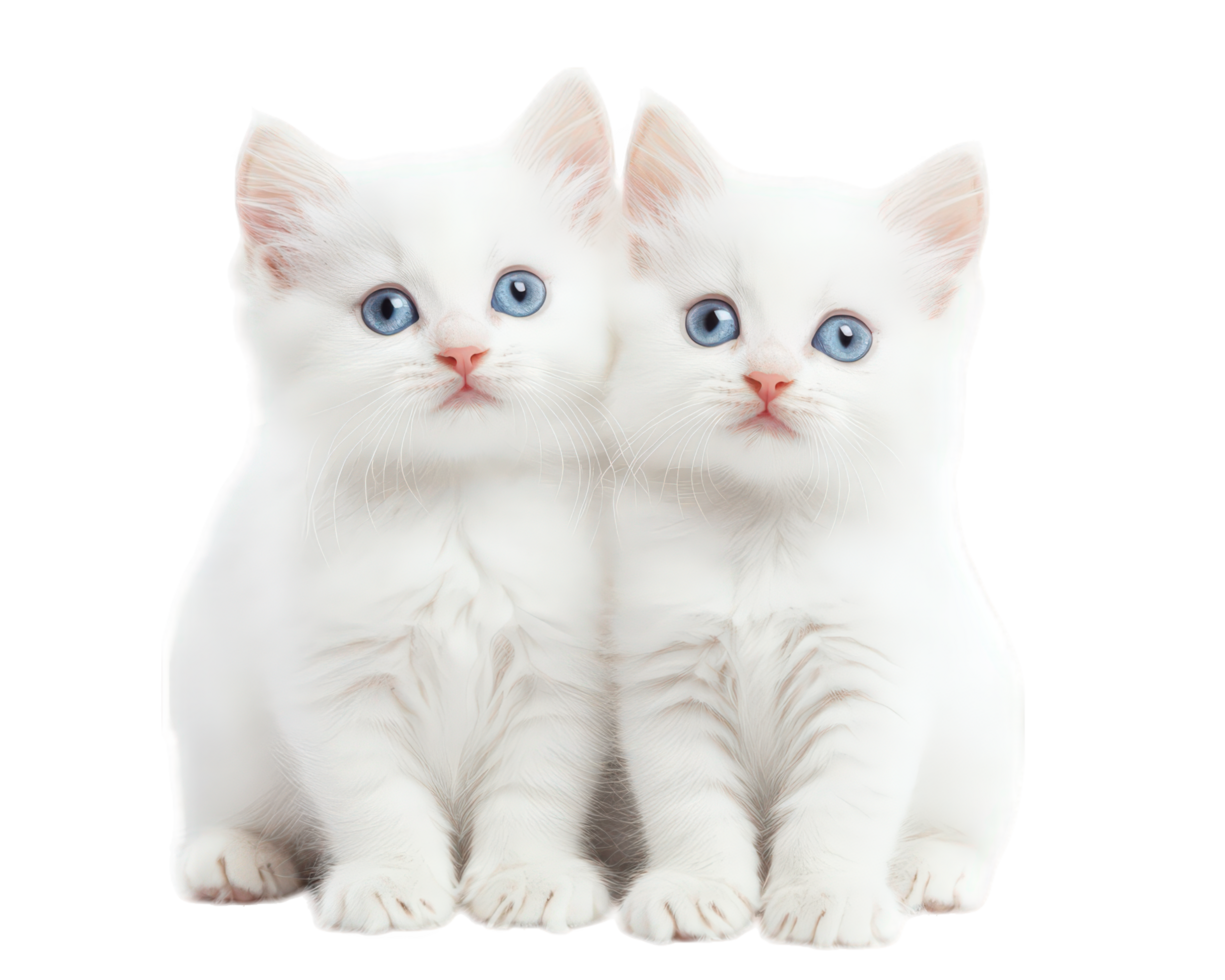 Two white kittens with blue eyes sitting together png