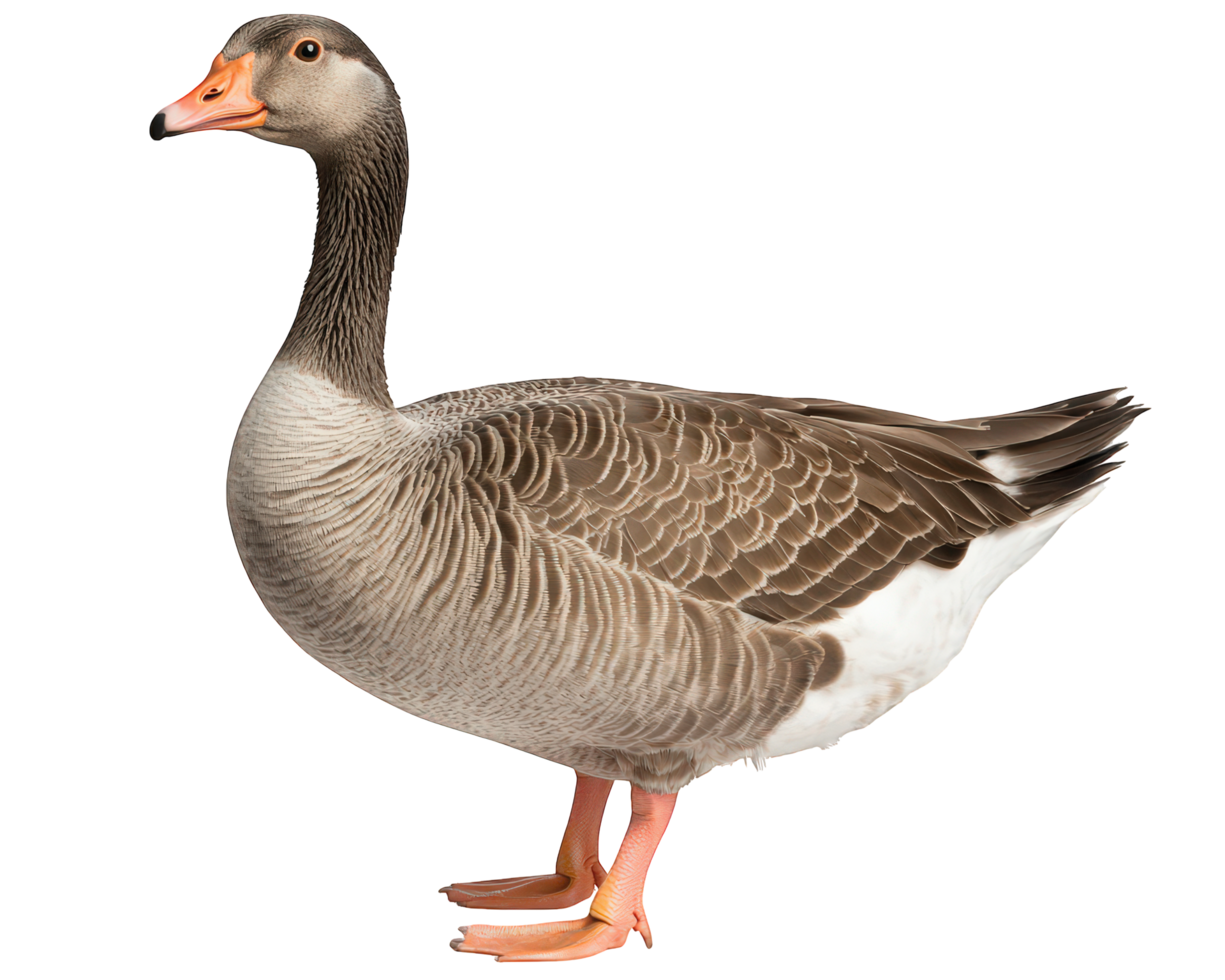 A goose standing on a black background png