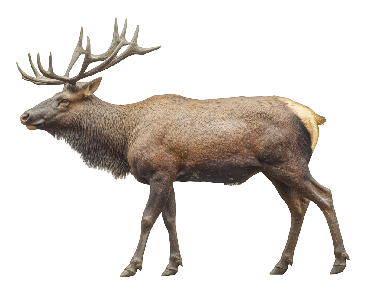 A large elk is standing in front of a black background png