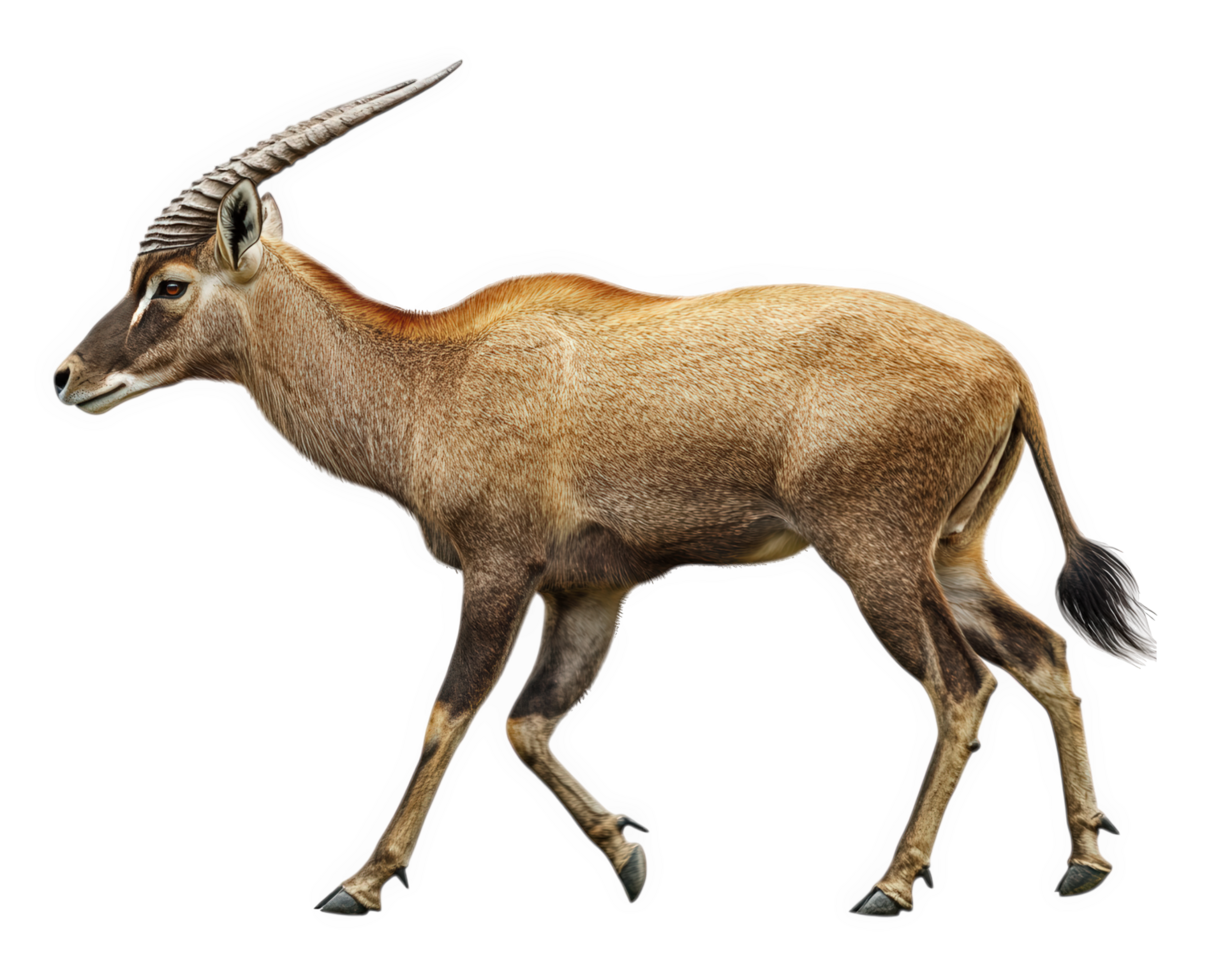 An antelope is walking on a black background png