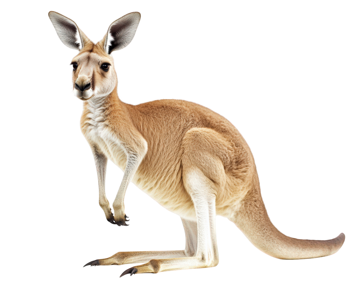 A kangaroo is standing on its hind legs png