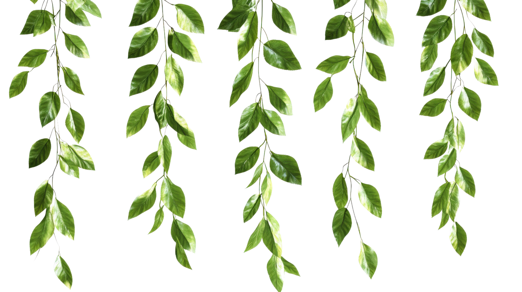 A set of green leaves hanging from a black background png