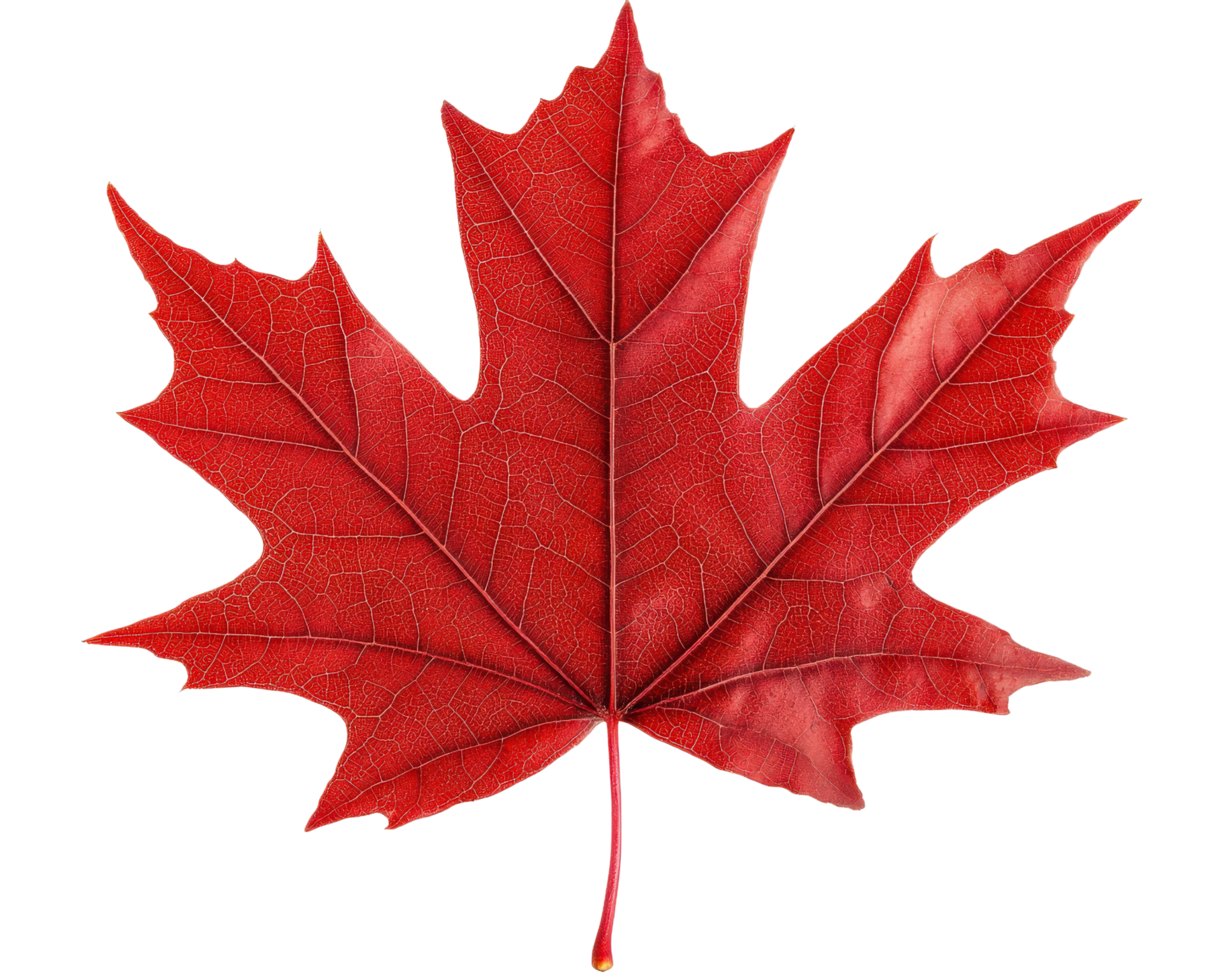 A red maple leaf is shown on a black background png