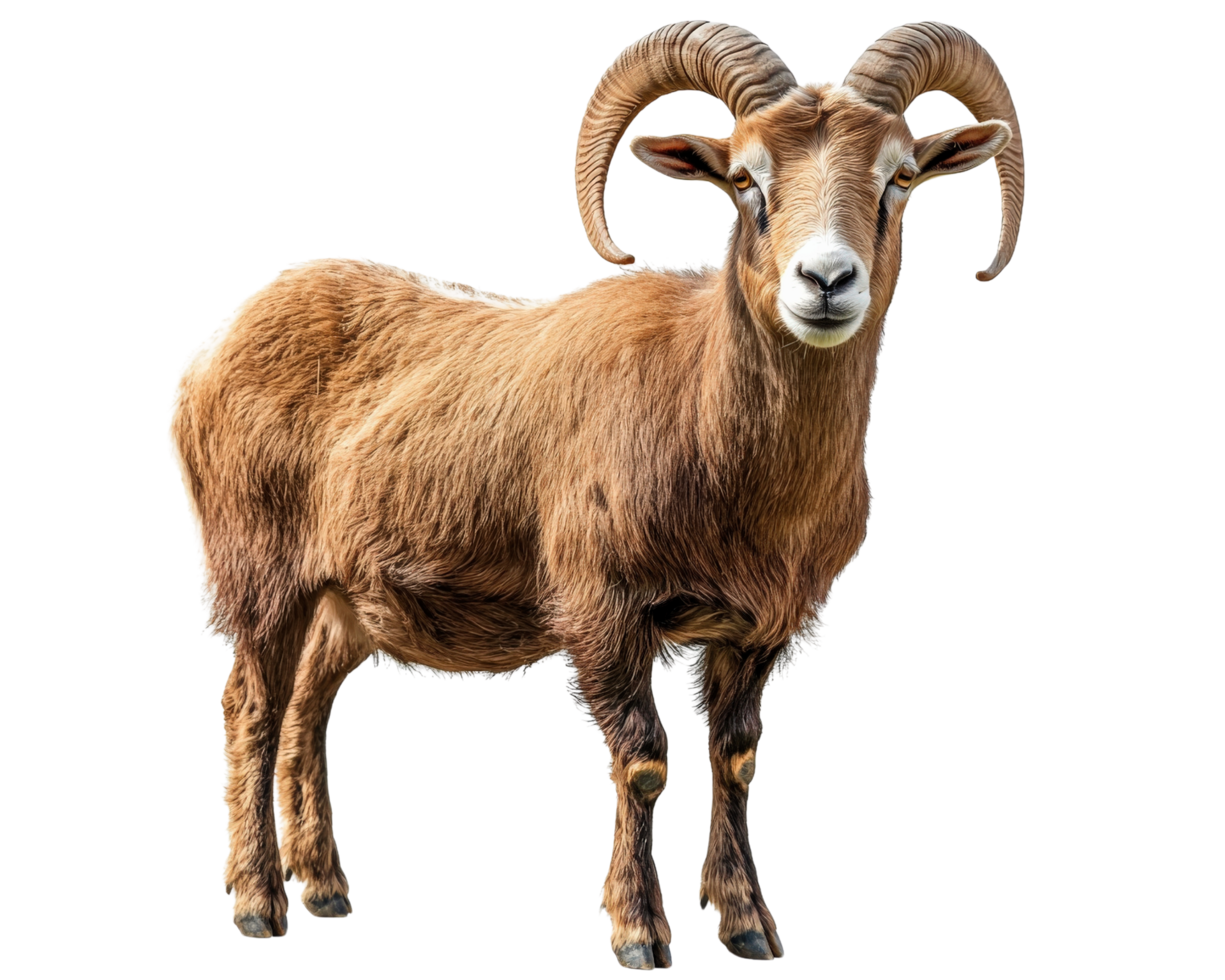 A ram with long horns standing in front of a black background png