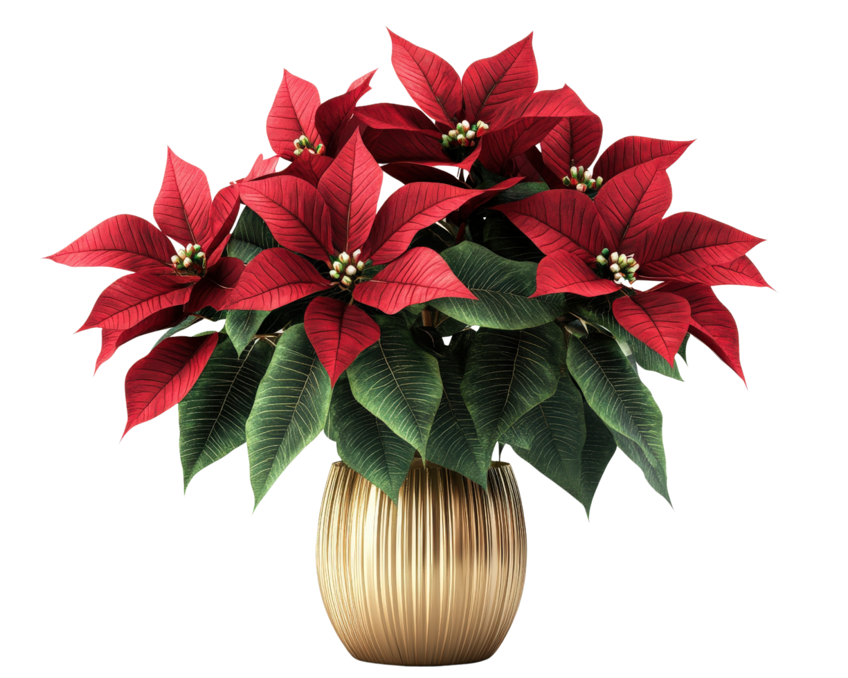 A vase with red poinsettias in it png