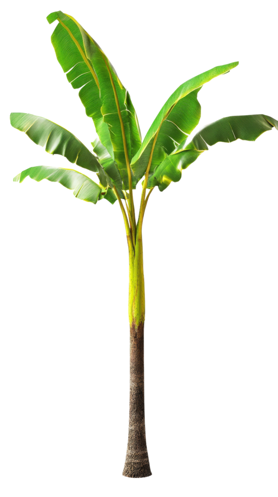 A banana tree with leaves on it png