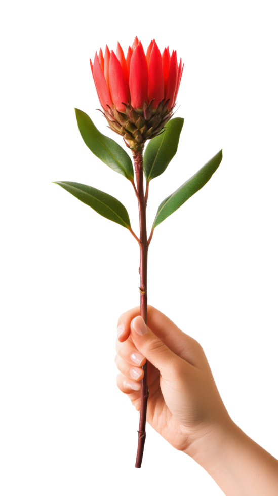 A hand holding a red flower on a black background png