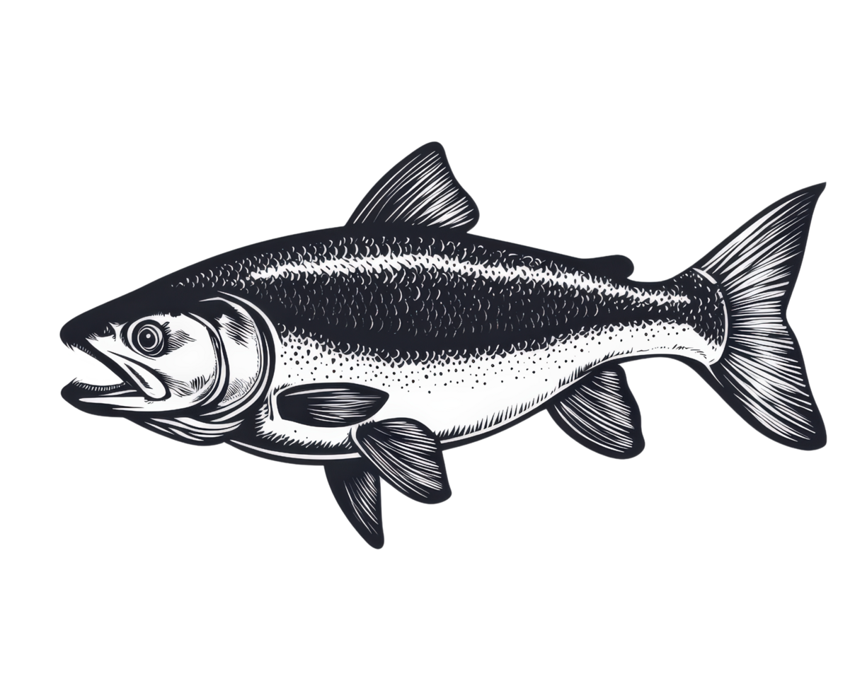 A black and white illustration of a salmon png