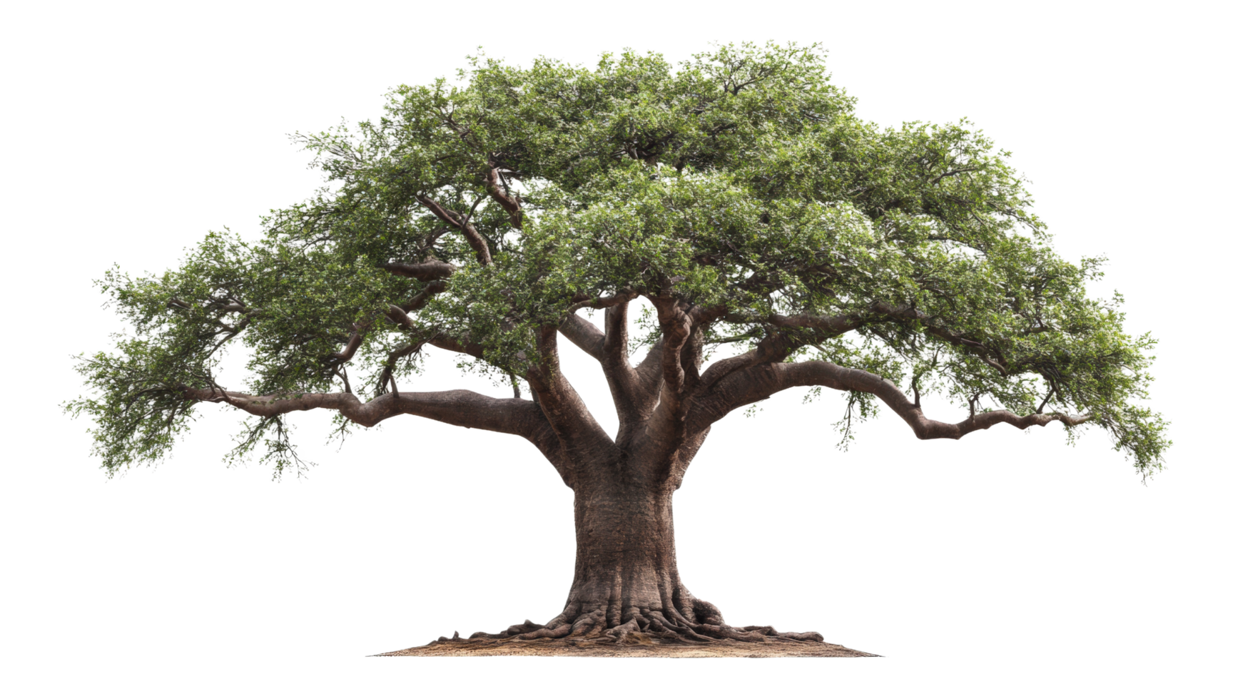 A large tree with green leaves on it png