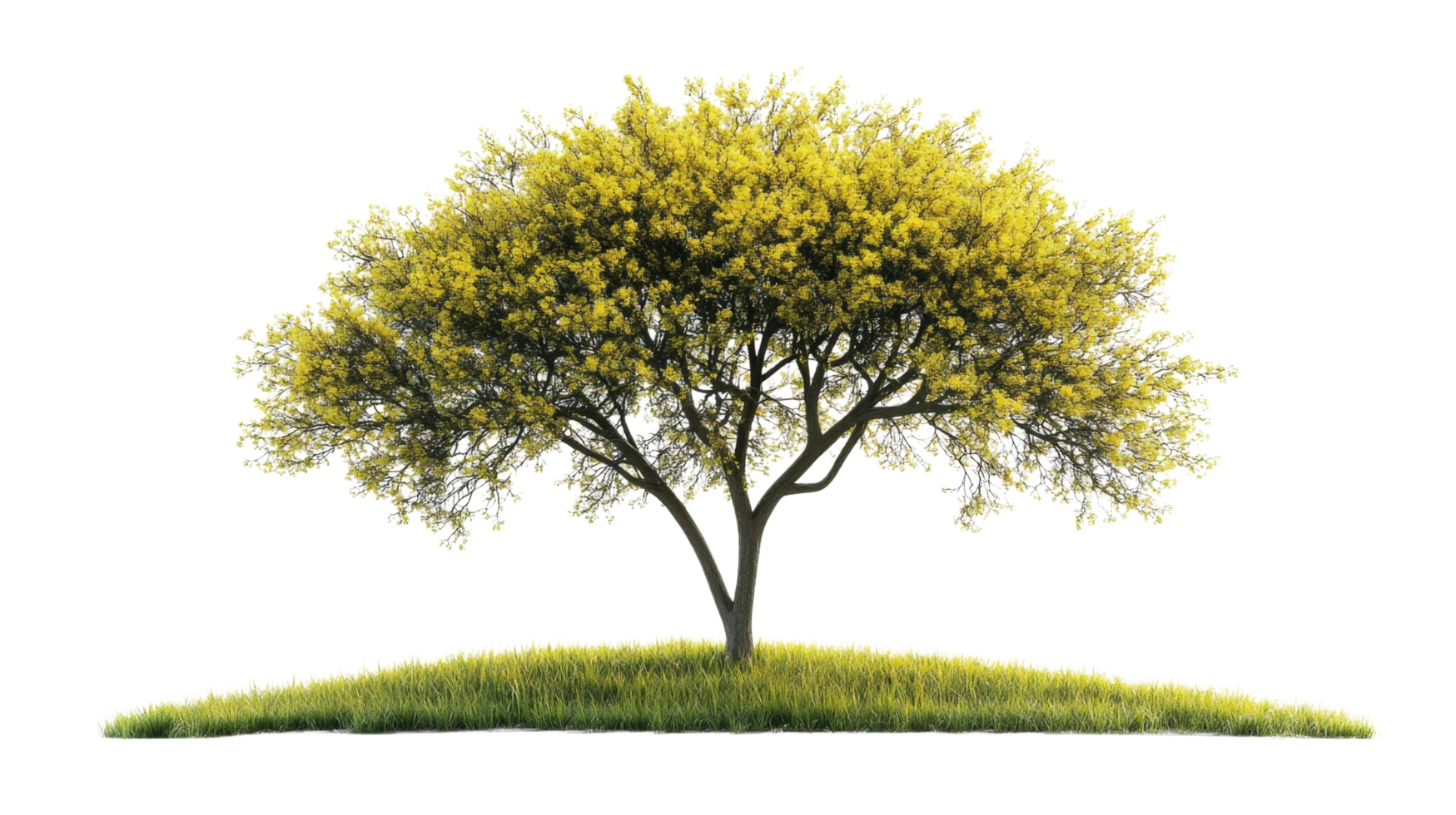Tree on grass with yellow leaves png
