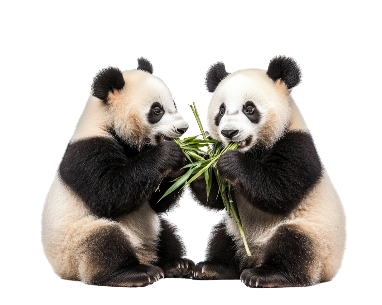 Two panda bears eating bamboo on a black background png