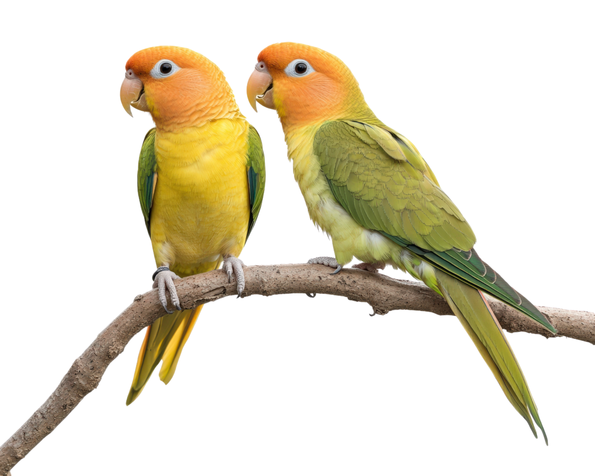 Two yellow and orange birds sitting on a branch png