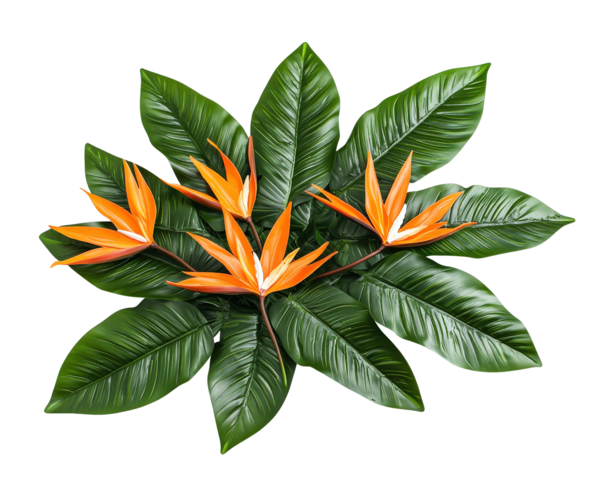 Tropical bird of paradise flowers with vibrant orange petals and lush green leaves create stunning display. This exotic plant adds touch of paradise to any setting png