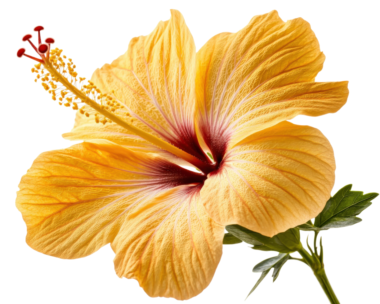A yellow hibiscus flower is shown against a black background png