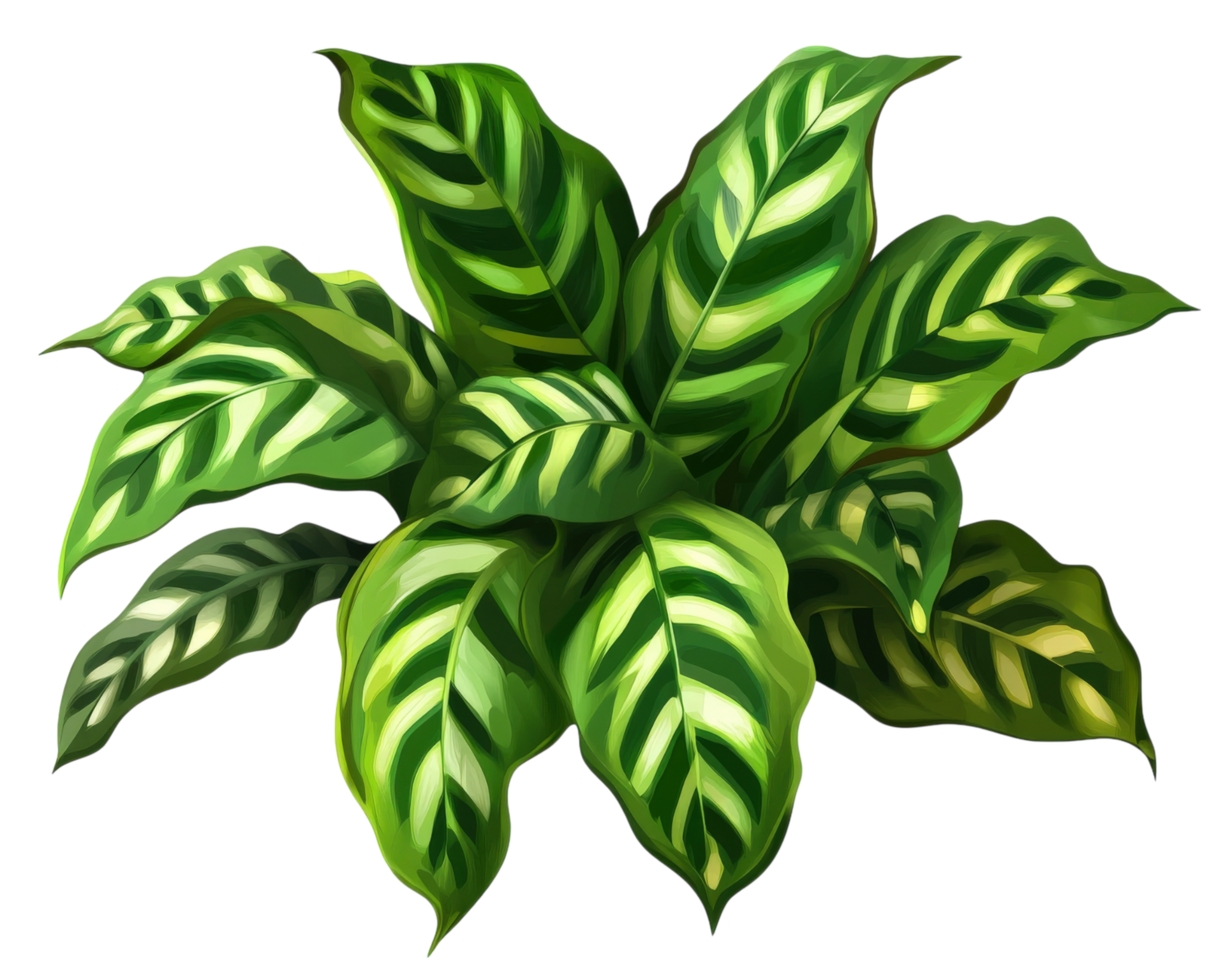 lush calathea plant with vibrant green leaves and striking patterns is isolated on transparency background, showcasing its natural beauty and intricate details png