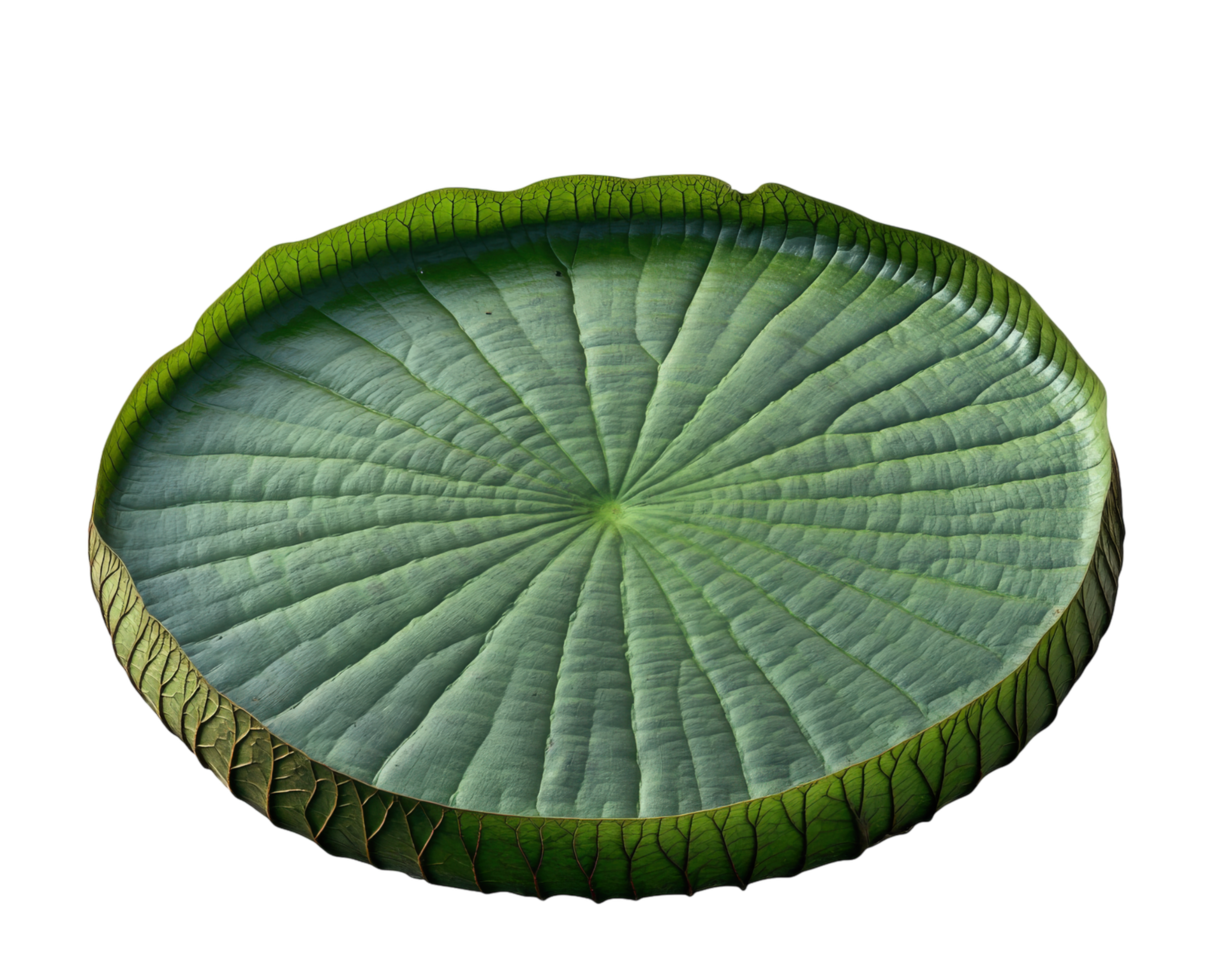 large, green Victoria amazonica lily pad with detailed texture and vibrant color, isolated on transparency background. intricate veins and circular shape are clearly visible png