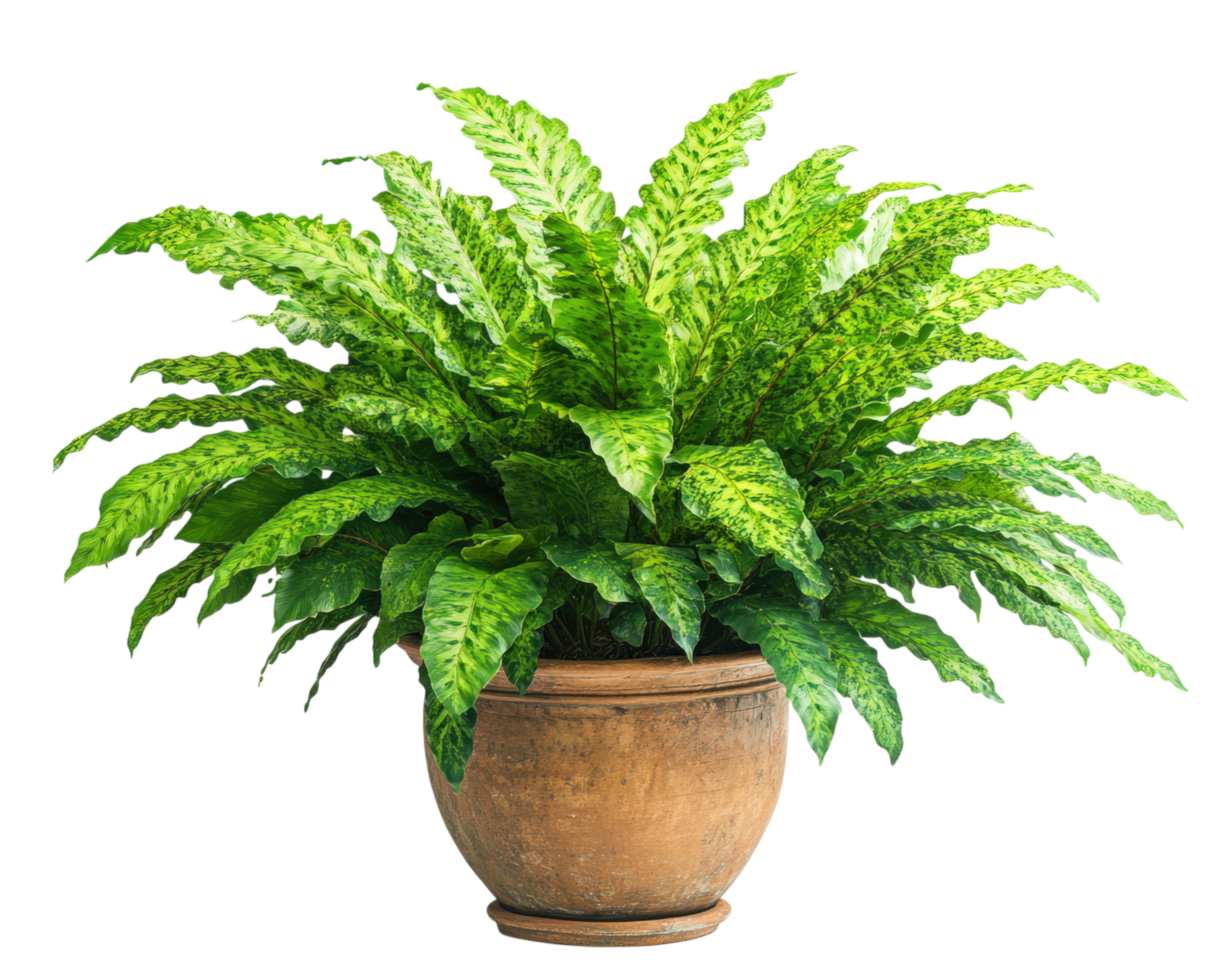 lush Amazonian fern in rustic terracotta pot, isolated on transparency background, showcasing vibrant green foliage png