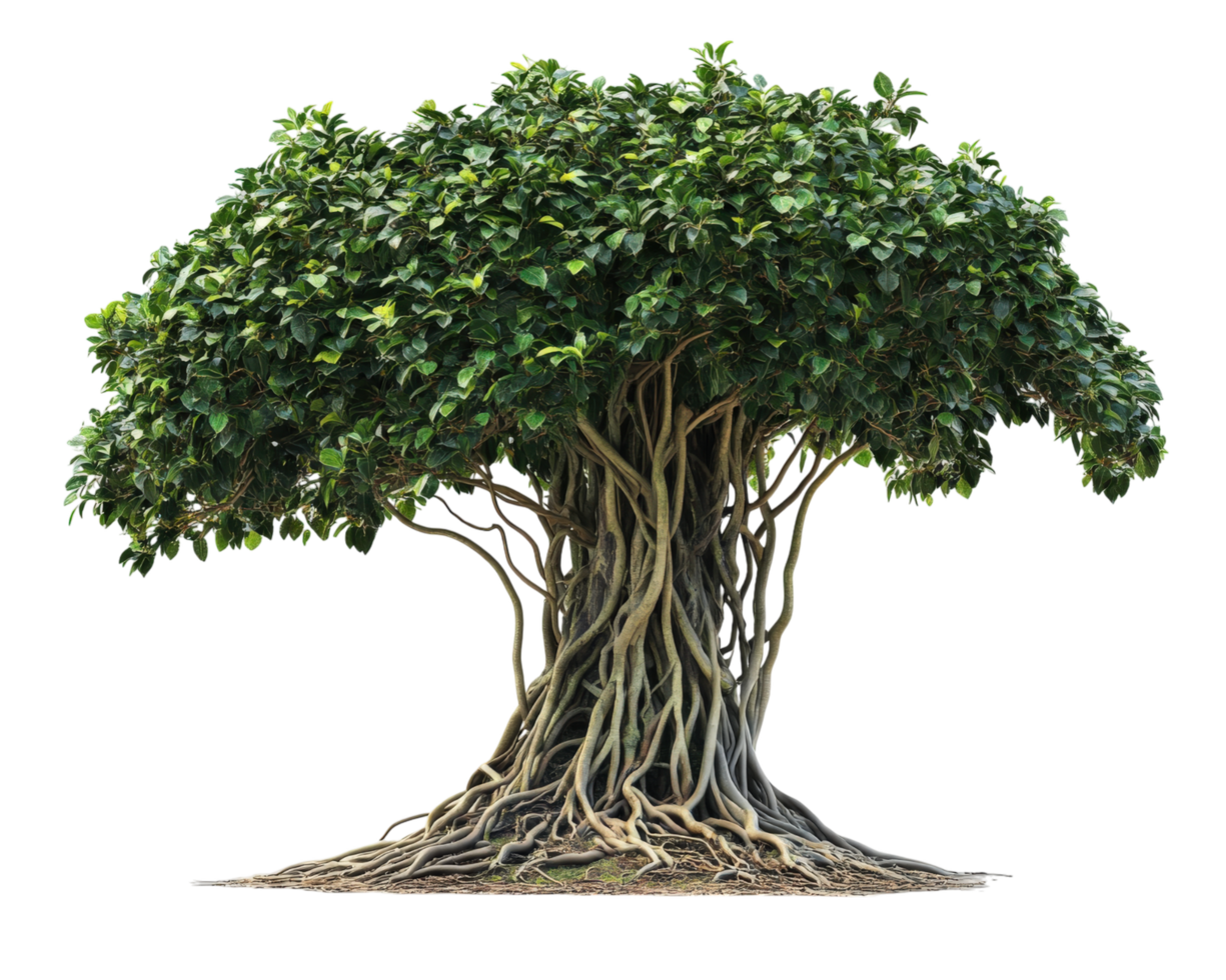 lush Amazonian strangler fig vine with intricate roots and dense foliage, showcasing its unique growth pattern and vibrant green leaves. tree structure is both captivating and complex png